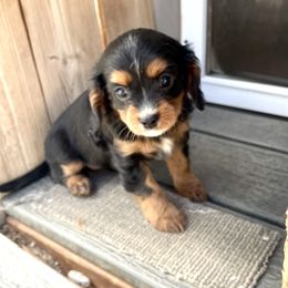 Girl 1 - Cavalier King Charles Spaniel puppy in Spokane, Washington from Treasured Cavaliers of the Pacific Northwest