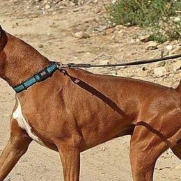 Boxers from Bratts Boxers