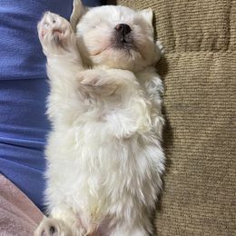 Maltese Puppies from Purely Maltese