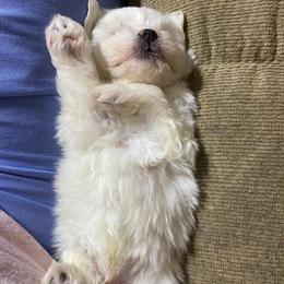 Maltese Puppies from Purely Maltese