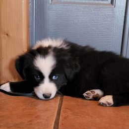 German Shepherd and Miniature Australian Shepherd Puppies from Stephanie Jennings