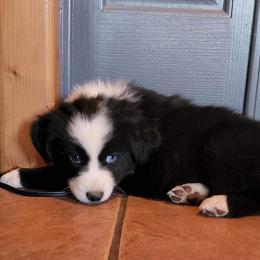 German Shepherd and Miniature Australian Shepherd Puppies from Stephanie Jennings