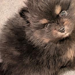 Lil bear jr - Tri-colored male Pomeranian puppy in Syracuse, New York from Precious Fancy Feet Pomeranians