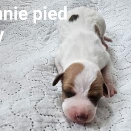 Winnie pied boy - White and red fawn male Italian Greyhound puppy in Phillips, Maine from Maplewood Italian Greyhounds