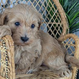 Sorrel - Gold male Havapoo puppy in Burlington, Iowa from River View Puppies
