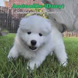 Samoyed Puppies from Southern Roux Samoyeds