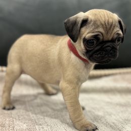 Boy 4 - male Pug puppy in Troutman, North Carolina from Ohana Pugs