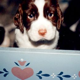 English Springer Spaniel Puppies from Kytra's Kennels