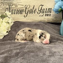 Levi - White and blue merle male Border Collie puppy in Moody, Texas from Narrow Gate Farm