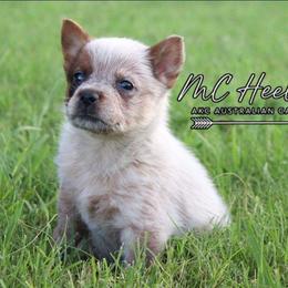 Ember - Red speckled female Australian Cattle Dog puppy in Waxahachie, Texas from MC Heelers