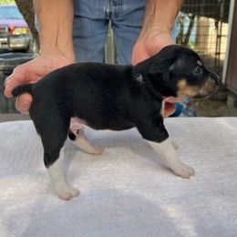 Mac - Black white and tan male Rat Terrier puppy in Gonzales, Texas from Sunshine Deckers