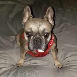 Luna - French Bulldog