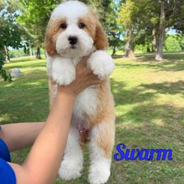 Swarm - Red male Bernedoodle puppy in Mount Vernon, Missouri from PoodlelyDoodlely