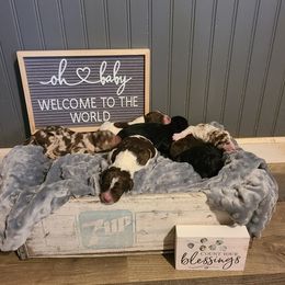 Aussiedoodles and Poodles from La-di-da doodles