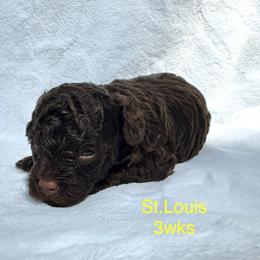 St. Louis - Chocolate male Yorkipoo puppy in Waldorf, Maryland from Luv My Yorkies, LLC