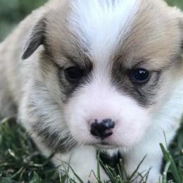 Dachshunds and Pembroke Welsh Corgis from Rocco Kennels