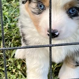 German Shepherd and Miniature American Shepherd Puppies from Bouchard’s Best Shepherds