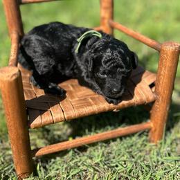 Otis - Black male Poodle puppy in Ardmore, Oklahoma from The Poodles of Green Acres