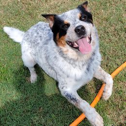 EGO - Australian Cattle Dog