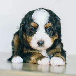 Howie - Tri-color male Bernedoodle puppy in Spanish Fork, Utah from K Brand Doodles