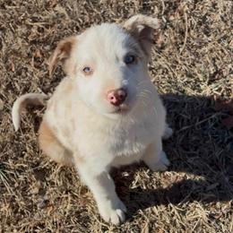 Aspen-red Merle with blue eyes - Red merle male Border Collie puppy in Chattanooga, Tennessee from Ross Vegas Kennels