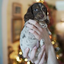 Bear - male Dachshund puppy in Kingwood, Texas from Southern Pearl Doxies