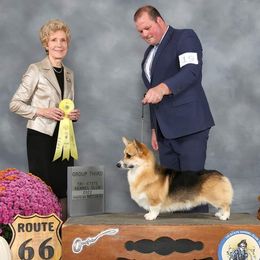 Henry - Pembroke Welsh Corgi