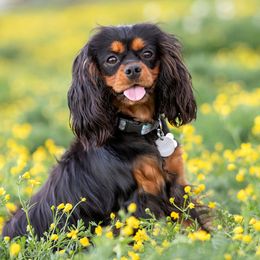 Cavalier King Charles Spaniels from Country Chic Cavaliers