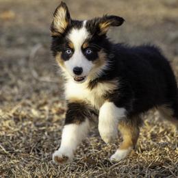 Havana 2 blue eyes - Black tri female Miniature American Shepherd puppy in Franklinville, North Carolina from Fine Hill Miniature Americans