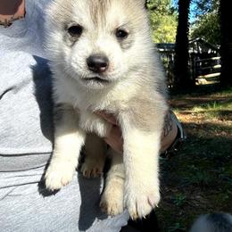 Granite - Gray and white male Siberian Husky puppy in Cassatt, South Carolina from Tundra Storm Siberians