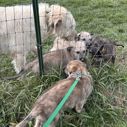 Irish Wolfhound puppies from Castle Keep Hounds, LLC