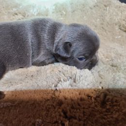 Boston Terrier and French Bulldog Puppies from Dressed Sharp