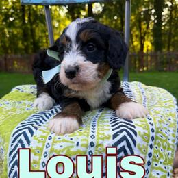 Louis - Tri-color male Bernedoodle puppy in Sherman, Illinois from Shirl Doodle Life