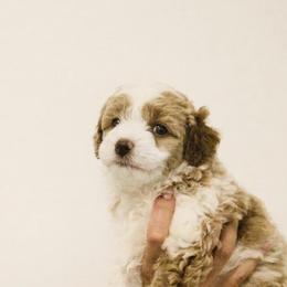 Frosted Tip Apricot Parti Male - Parti male Goldendoodle puppy in Clarksville, Tennessee from Tennessee Goldendoodles, since 2014