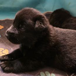 Peach Girl - Black coat - Black female German Shepherd puppy in Elijay, Georgia from Mission K9