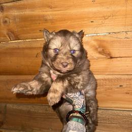 Boy 2 - Brown and white male Siberian Husky puppy in Iron River, Wisconsin from Wiemeri Siberians