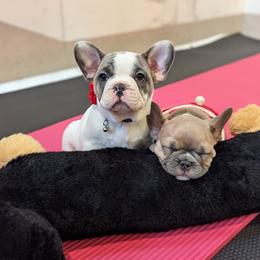Abbi - Blue female French Bulldog puppy in Pine Township, Pennsylvania from BlueCairo Frenchies