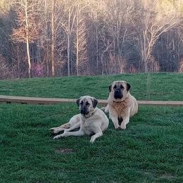 Shiloh - Anatolian Shepherd Dog