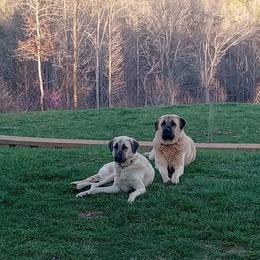 Shiloh - Anatolian Shepherd Dog