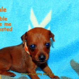 Miniature Pinschers from Ze-Whi's Miniature Pinscher