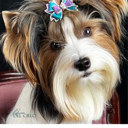 Cali - Black tan and white female Biewer Terrier puppy in Brentwood, California from Perfección Del Cielo Biewer Terriers