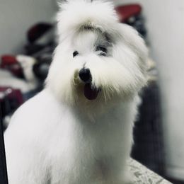 Coton de Tulear All Grown Up from Young at Heart Cotons