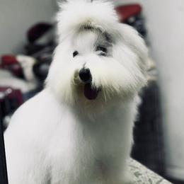 Coton de Tulear All Grown Up from Young at Heart Cotons