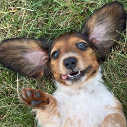 Bunny - Piebald female Dachshund puppy in Red Bud, Illinois from Midwest Miniature Dachshunds