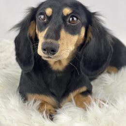 Eight - Dachshund