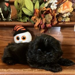 Shih Tzu Puppies from Little Lions West