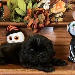 Shih Tzu Puppies from Little Lions West