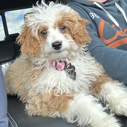 Foxie - Goldendoodle