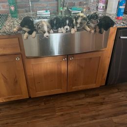 Miniature American Shepherd and Miniature Australian Shepherd Puppies from Patience Creek Mini Aussie