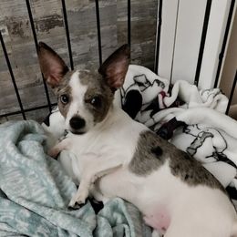 Vladimir - Companion Cross